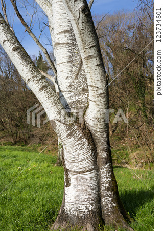 Birch tree Birch tree 123734801