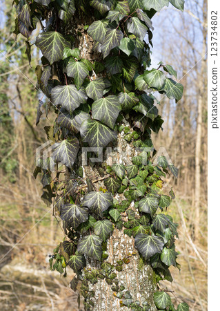 ivy wrapping around the trunk 123734802