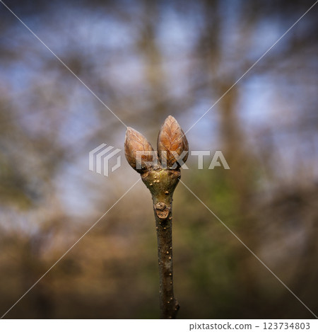 the buds in pring the buds in pring 123734803