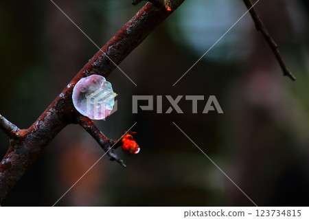 Plum petals wet with rain 123734815