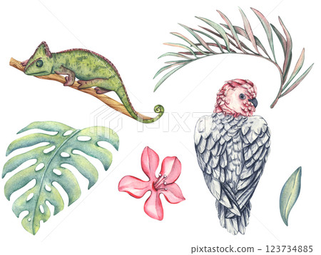 Set of tropical pink parrot, chameleon and palm branches. Watercolor illustration of Tropical leaves, lizard and bird. Images wildlife-themed for designs invitation and card in a tropical style 123734885