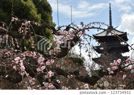 World Heritage Site Toji Temple Weeping Plum Tree (Minami Ward, Kyoto City) World Heritage Site Toji Temple Weeping Plum Tree (Minami Ward, Kyoto City) 123734932