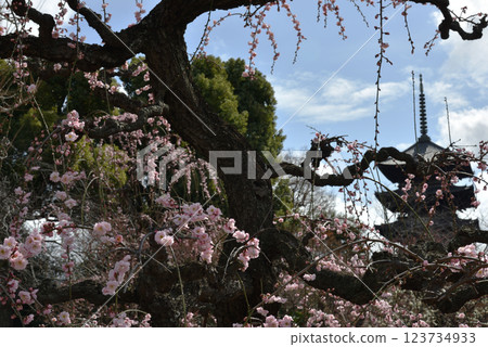 World Heritage Site Toji Temple Weeping Plum Tree (Minami Ward, Kyoto City) 123734933