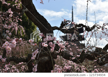 世界遺產 東寺垂枝梅（京都市南區） 123734934