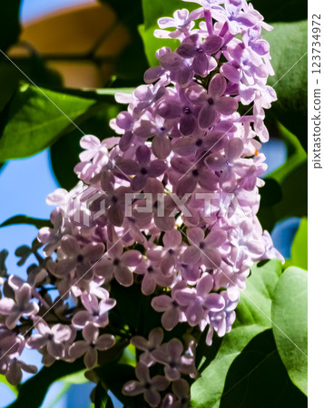 Purple Lilac flowers. Branch with blooming lilac. Delicate Lilac flowers Purple Lilac flowers. Branch with blooming lilac. Delicate Lilac flowers 123734972