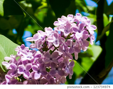 Lilac flowers, close-up, inflorescence. Lilac blossom on a sunny day in the park Lilac flowers, close-up, inflorescence. Lilac blossom on a sunny day in the park 123734974