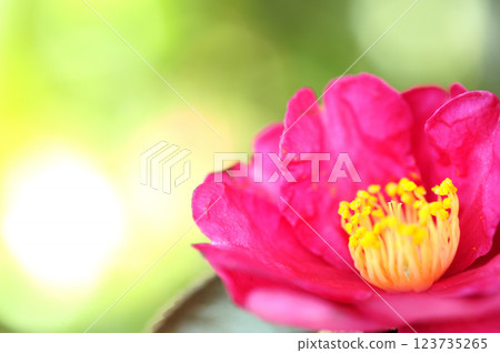 附近看到的茶梅花 123735265