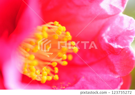 Sasanqua flowers seen in the neighborhood Sasanqua flowers seen in the neighborhood 123735272