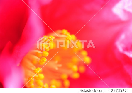 附近看到的茶梅花 123735273