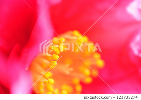 Sasanqua flowers seen in the neighborhood 123735274