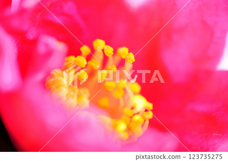Sasanqua flowers seen in the neighborhood 123735275