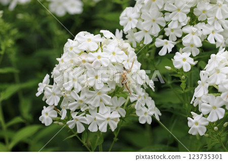 White phlox flower spike in close up 123735301