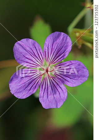 Purple cranesbill flower in close up 123735302