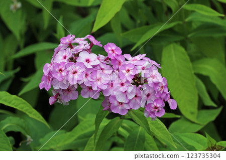 Pink phlox flower spike in close up Pink phlox flower spike in close up 123735304