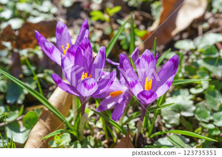 Beautiful purple spring crocuses in the garden in sunny day, floral background, close up, macro Beautiful purple spring crocuses in the garden in sunny day, floral background, close up, macro 123735351
