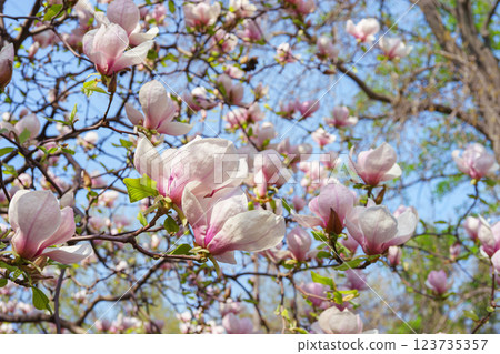 Blooming tree branch with pink Magnolia soulangeana flowers in garden, outdoors 123735357