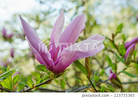 Blooming tree branch with pink Magnolia soulangeana Galaxy flower close up in garden outdoors Blooming tree branch with pink Magnolia soulangeana Galaxy flower close up in garden outdoors 123735365