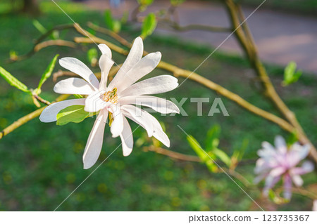 Blooming tree branch with white Magnolia stellata flowers close up in park or garden background Blooming tree branch with white Magnolia stellata flowers close up in park or garden background 123735367