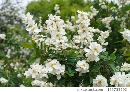 Flowering bush of exohorda in botanical garden, outdoor. Branches with white flowers macro, close up Flowering bush of exohorda in botanical garden, outdoor. Branches with white flowers macro, close up 123735392