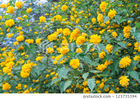 Bush of Kerria japonica Pleniflora or Japanese rose blooming with yellow flowers outdoor in garden Bush of Kerria japonica Pleniflora or Japanese rose blooming with yellow flowers outdoor in garden 123735394