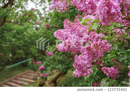 Blooming purple lilac flowers close up in garden, background with copy space, spring wallpaper 123735402