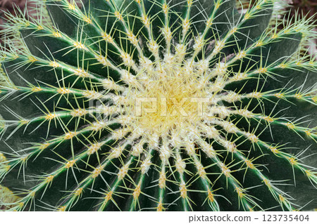 Cactus detailed texture macro background. Green cactus with yellow spines, thorns close up 123735404