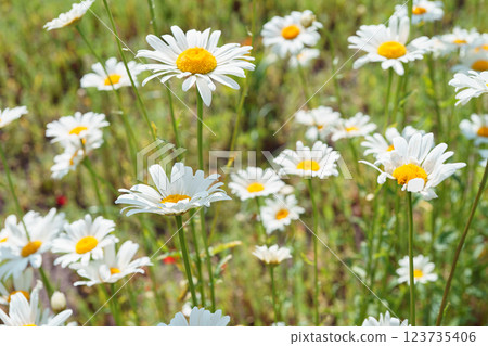 Wild blooming chamomile flowers growing on meadow, lawn, white camomiles, daisy on grass background Wild blooming chamomile flowers growing on meadow, lawn, white camomiles, daisy on grass background 123735406