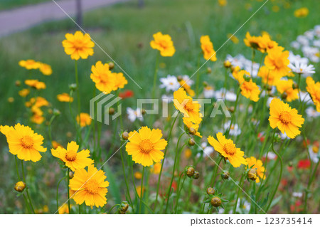 Yellow flower lance leaved, Coreopsis lanceolata, Lanceleaf Tickseed or Maiden eye on meadow, field Yellow flower lance leaved, Coreopsis lanceolata, Lanceleaf Tickseed or Maiden eye on meadow, field 123735414