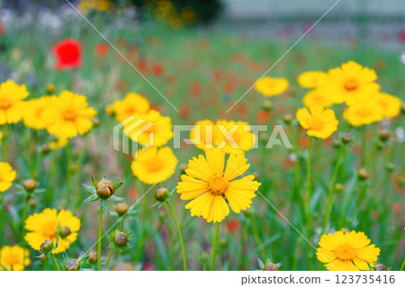 Yellow flower lance leaved, Coreopsis lanceolata, Lanceleaf Tickseed or Maiden eye on meadow, field Yellow flower lance leaved, Coreopsis lanceolata, Lanceleaf Tickseed or Maiden eye on meadow, field 123735416