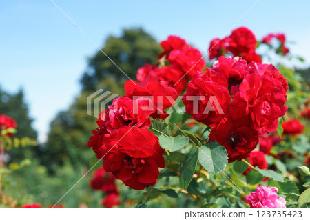 Beautiful blooming red rose flower bush, floral background, gardening Beautiful blooming red rose flower bush, floral background, gardening 123735423