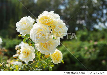 Beautiful blooming rose bush with white, ivory flowers close up, macro outdoor in sunny day Beautiful blooming rose bush with white, ivory flowers close up, macro outdoor in sunny day 123735424