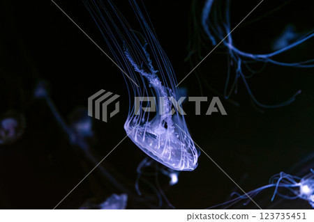 Group of Sanderia Malayensis, Amakusa Jellyfish swimming in aquarium pool with blue neon light Group of Sanderia Malayensis, Amakusa Jellyfish swimming in aquarium pool with blue neon light 123735451