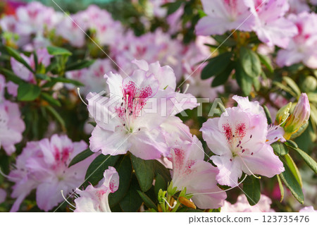 Blooming pink japan Azalea Ericaceae bush, Pink Lace, rhododendron flower background 123735476