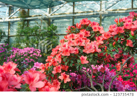 Blooming red japan Azalea Ericaceae bush in full bloom, rhododendron flower background Blooming red japan Azalea Ericaceae bush in full bloom, rhododendron flower background 123735478