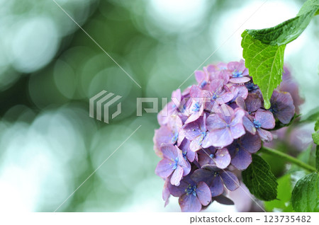 雨季的繡球花 123735482