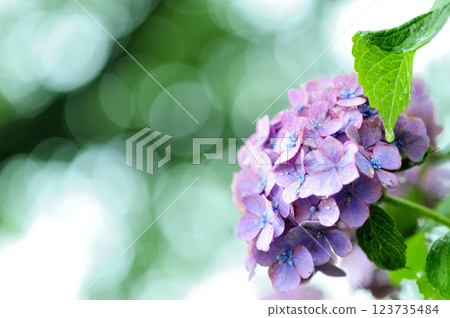 雨季的繡球花 雨季的繡球花 123735484