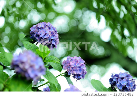 雨季的繡球花 雨季的繡球花 123735492