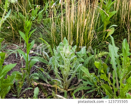 Helminthotheca echioides, Picris echioides, Bristly Oxtongue, Compositae. Wild plant in summer. Blurred background 123735505