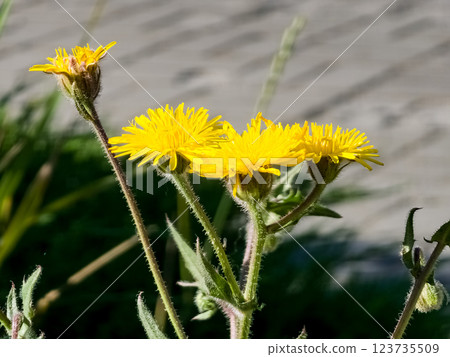 Helminthotheca echioides, Picris echioides, Bristly Oxtongue, Compositae. Wild plant blooming in summer. Close-up 123735509