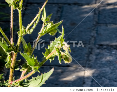 Helminthotheca echioides, Picris echioides, Bristly Oxtongue, Compositae. Close-up 123735513