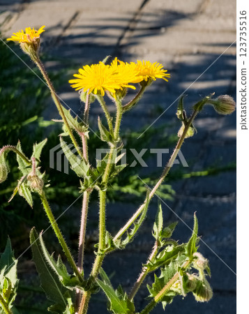 Helminthotheca echioides, Picris echioides, Bristly Oxtongue, Compositae. Close-up. Vertical 123735516