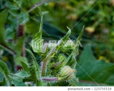 Helminthotheca echioides, Picris echioides, Bristly Oxtongue, Compositae. Wild plant in spring 123735519