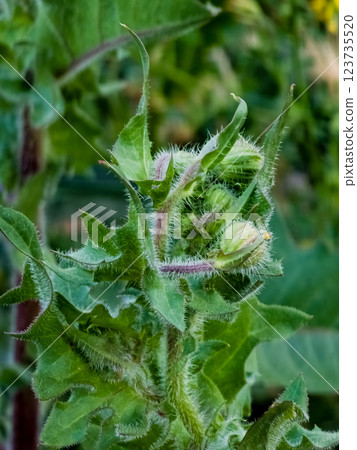 Helminthotheca echioides, Picris echioides, Bristly Oxtongue, Compositae. Wild plant in spring. Vertical 123735520
