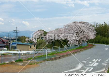 Cherry blossoms blooming on the bank Cherry blossoms blooming on the bank 123735682