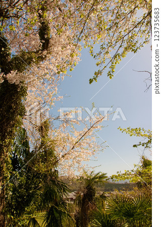 An old cherry tree with shiny petals reflecting the light of the fire An old cherry tree with shiny petals reflecting the light of the fire 123735683