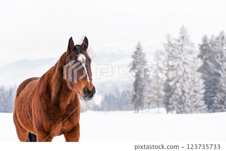 Brown horse with white spot on head, walks over snow covered field in winter, blurred trees background 123735733