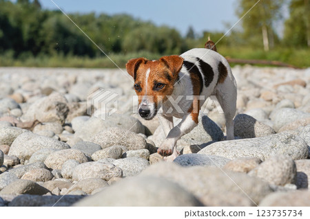 Jack Russell terrier dog, her fur wet from swimming in river, walks on round stones on sunny day, blurred trees background Jack Russell terrier dog, her fur wet from swimming in river, walks on round stones on sunny day, blurred trees background 123735734