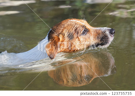 Sun shines on small Jack Russell dog swimming in river, only her head above water 123735735