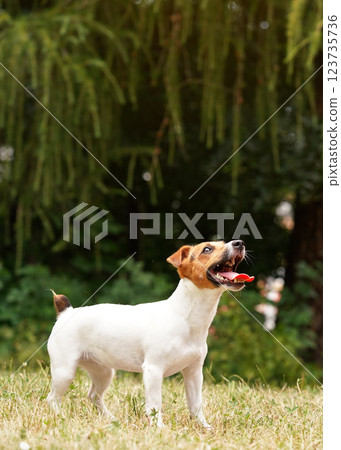 Small Jack Russell terrier standing on grass, looking up with tongue out, teeth showing, waiting for toy to be thrown for her fetch 123735736