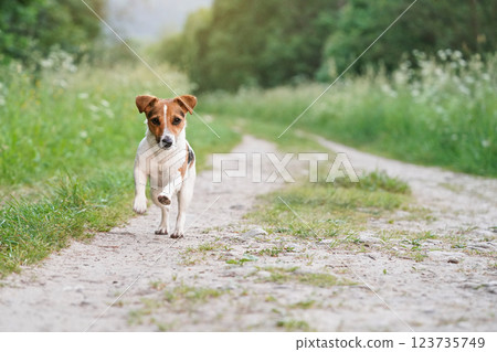 Small Jack Russell terrier walks on dusty road, front legs up in air, green grass on both sides, blurred trees in background Small Jack Russell terrier walks on dusty road, front legs up in air, green grass on both sides, blurred trees in background 123735749